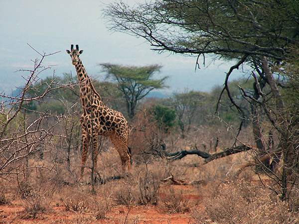 Giraffe, seen on Kenyan safari