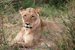 Lion at Kruger National Park, South Africa